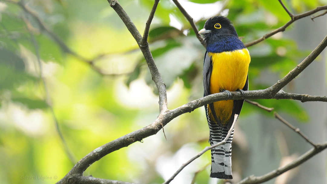 Violaceous Trogon