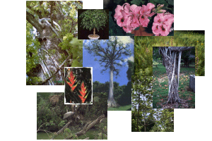 Trees of Tikal National Park