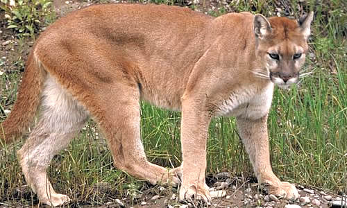 Felines at the Tikal National Park in Guatemala